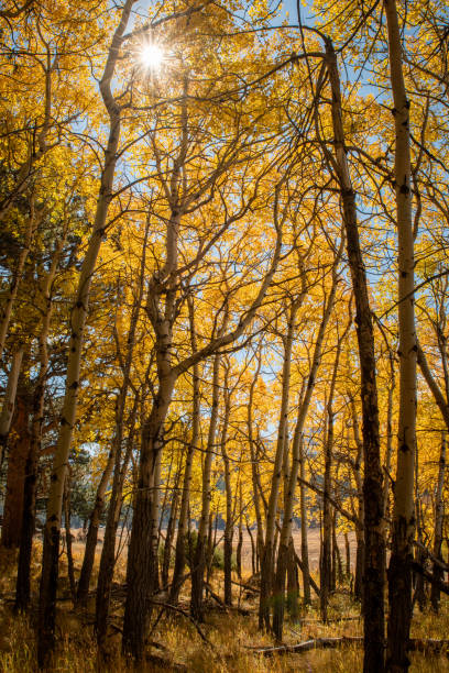 Backlit Aspen Trees in Fall stock photo