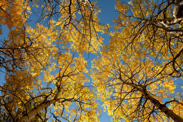 Canopy of Aspen in Fall Colors from Below stock photo