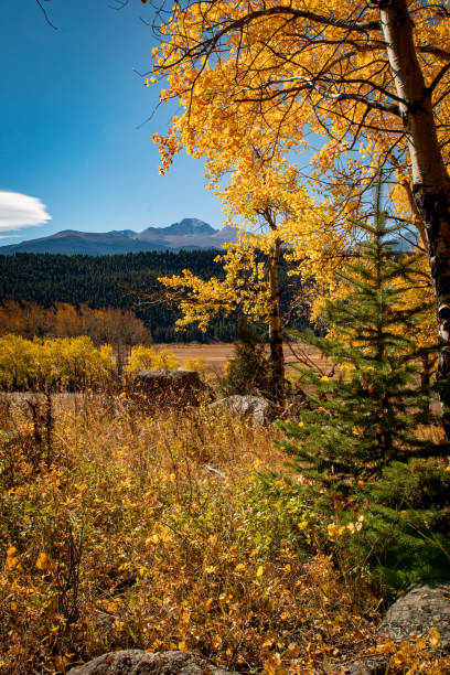 Longs Peak Framed by Fall stock photo
