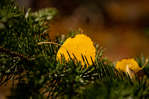 A golden aspen leaf rests in a pine bough in fall in Colorado