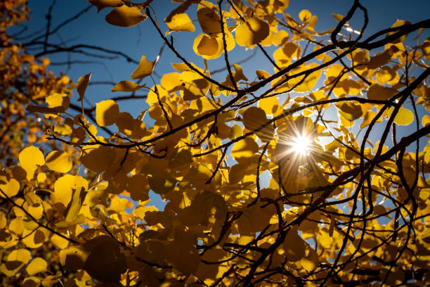 Sunburst Through Aspen in Fall stock photo