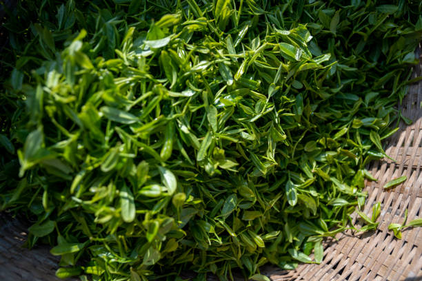 istock Freshly picked tea leaves in bamboo baskets 1479531756
