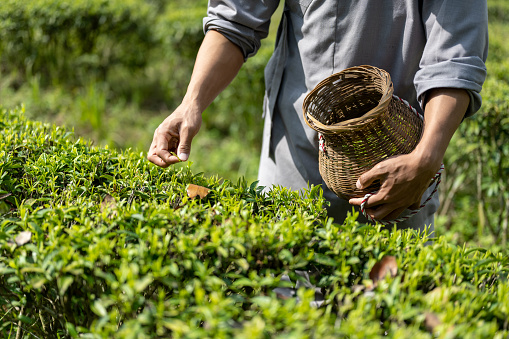 A man is picking tea in a tea field