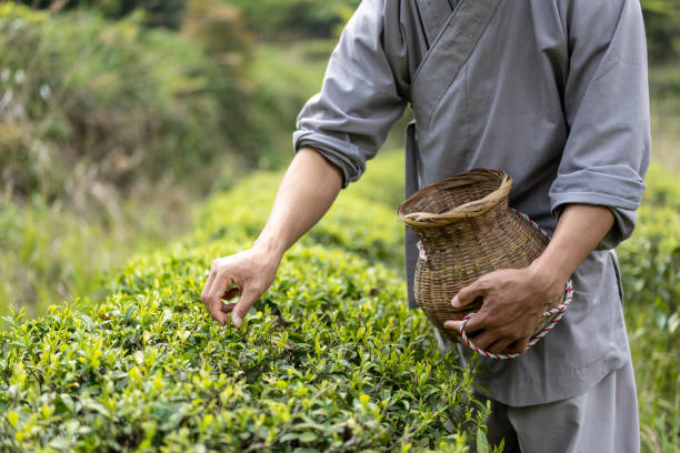 istock A man is picking tea in a tea field 1479531818