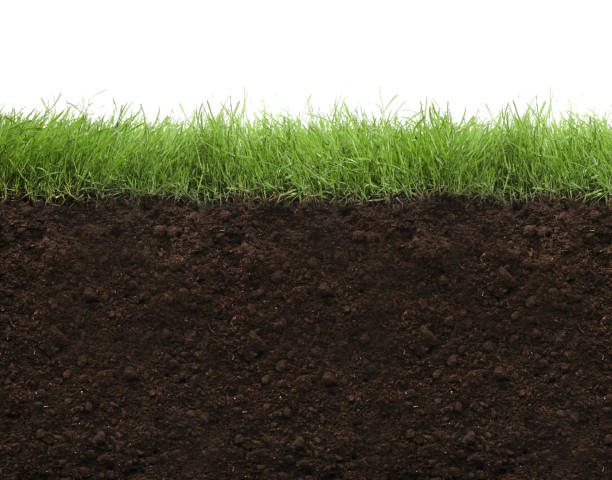 istock Soil with lush green grass on white background 1479533551