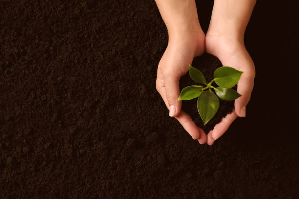 istock Woman holding seedling over soil, top view. Planting tree 1479533751
