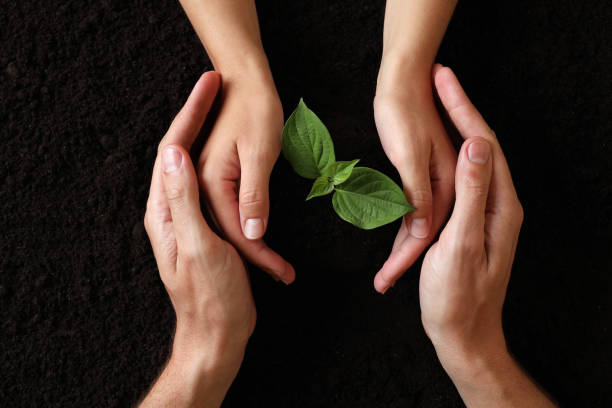 istock Couple protecting young seedling in soil, top view. Planting tree 1479534558