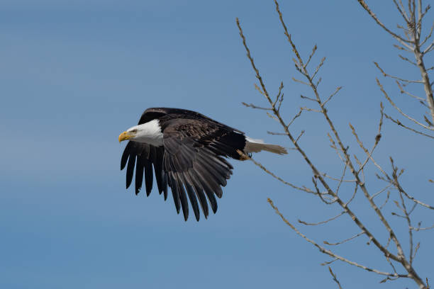 istock Bald Eagle taking flight from tree on the Montana prairie, USA 1479534844