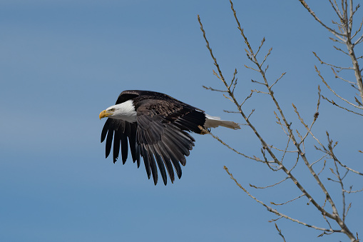 A Bald eagle with open wings flying above the green field