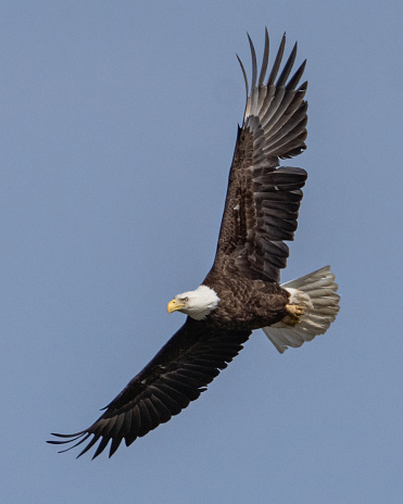 Juvenile Bald Eagle flying, Delta, BC, Canada