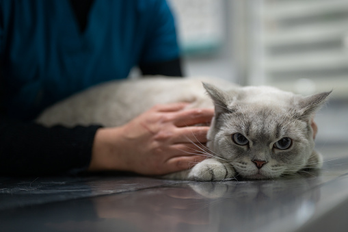 Close-up of a vet doctor examining a gray cat in vet clinic.