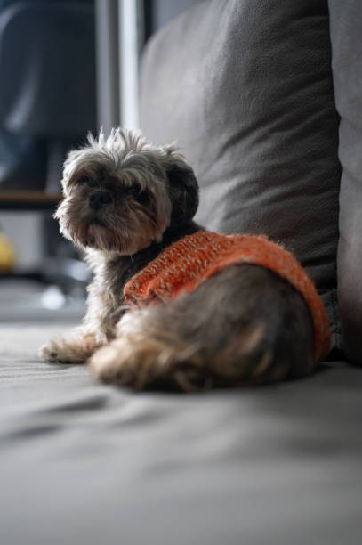 istock A shih tzu dog lying on a couch 1479536719