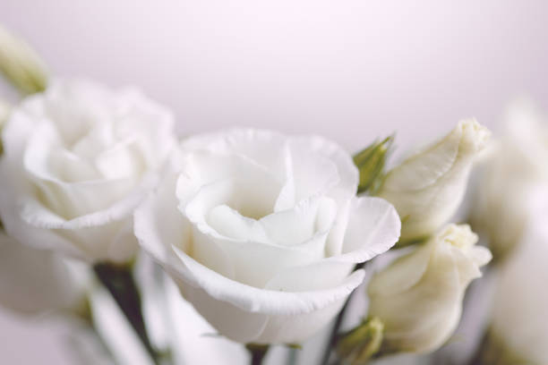 istock Close-up of white roses with buds 1479540672