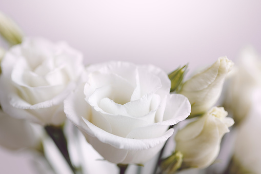 White roses and buds with copy space
