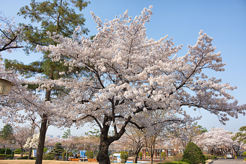 White pink sakura blossom flower on tree branch in Japan