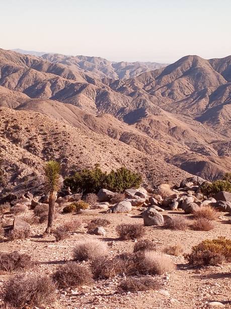 istock Joshua Tree National Park. 1479543015