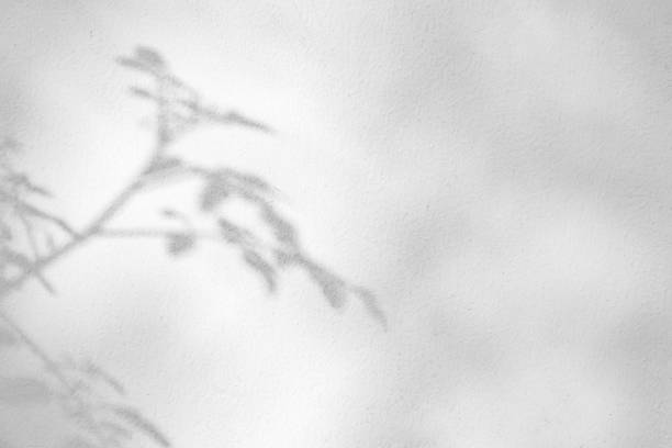 istock Abstract natural tree leaves shadow on white wall background 1479544522