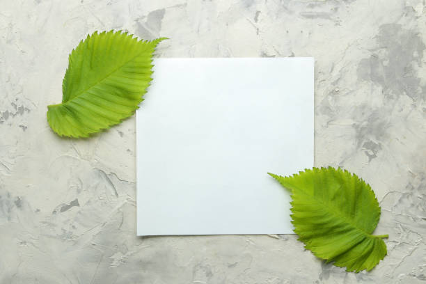 istock Abstract summer composition. Blank for text and beautiful green leaves on a light concrete background. top view. free place 1479544804