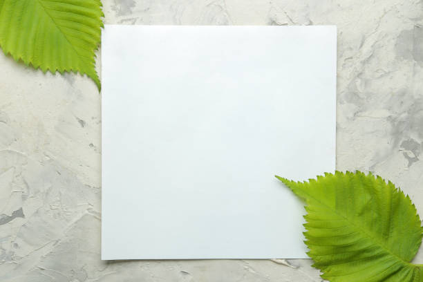 istock Abstract summer composition. Blank for text and beautiful green leaves on a light concrete background. top view. free place 1479544805