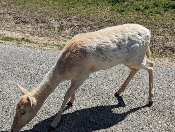 istock Wild Animals in Nature Deer Fawns 1479551367