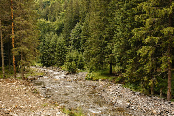 istock River in the mountains, landscape and details 1479551392