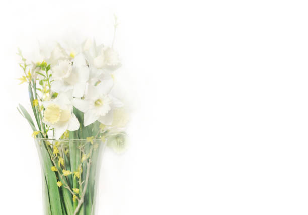 istock daffodils in banner format with place for text in gentle pastel colors 1479553855