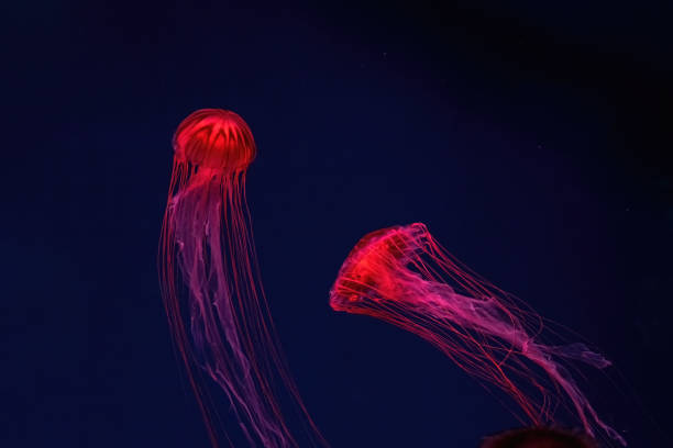 istock Fluorescent jellyfish swimming underwater aquarium pool with red neon light. 1479554979