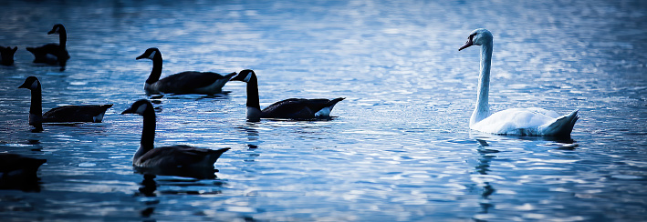 A swan and some geese swimming in the water.