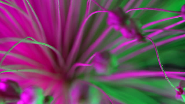 Abstract video of onion bloom flower under colored light for science and technology