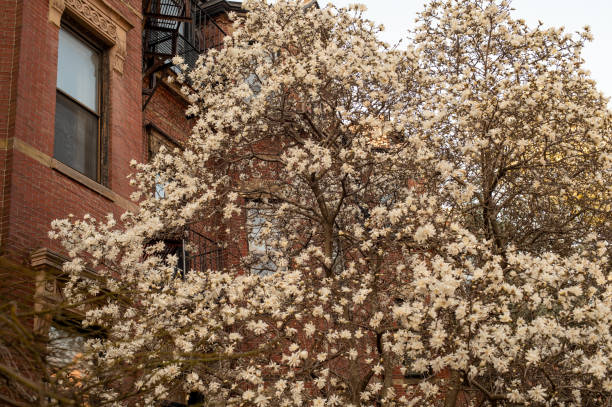 보스턴 백베이의 피는 목련 - boston back bay residential district architecture 뉴스 사진 이미지