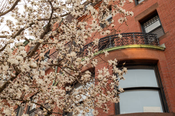 istock Blooming magnolias in Boston Back Bay 1479558382