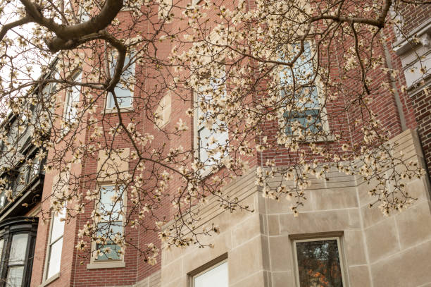 istock Blooming magnolias in Boston Back Bay 1479558583