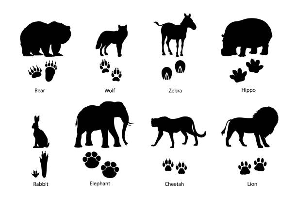 ilustrações de stock, clip art, desenhos animados e ícones de savanna and forest animal footprints silhouettes - safari animals africa animals in the wild hippopotamus