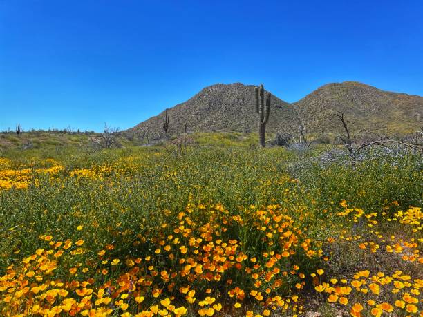 istock Spring wildflowers in the desert 1479564424
