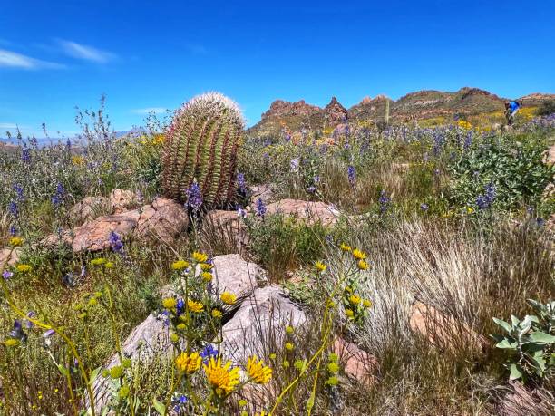 istock Tonto national forest in spring 1479564454
