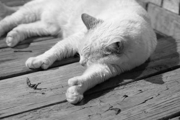 Free Stock Photo of Black and white photo of a cat lying on surface ...
