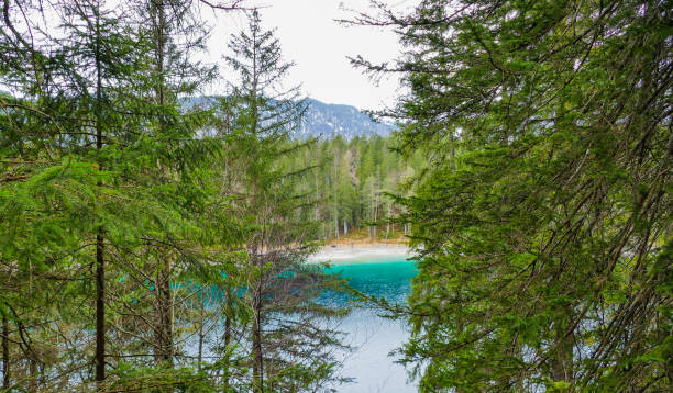 istock Fir Trees on Mountain Lake Bavaria 1479569321