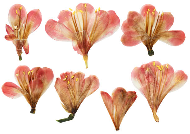 istock Pressed and dried clivia flower, isolated on white background. For use in scrapbooking, floristry or herbarium 1479569680