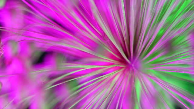 Abstract video of onion bloom flower under colored light for science and technology