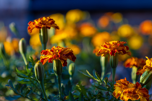 Sunset light reflects off orange and yellow flowers growing in a garden. Colorful nature background photo.