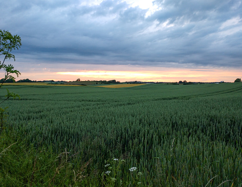 Danish late evening sunset over a field of rye in southern Denmark.
