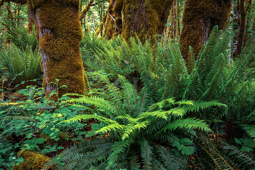 Lush rainforest located on Vancouver Island.
