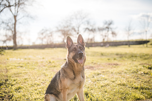 Portrait of a beautiful German Shepherd dog sitting on a meadow in a park during a sunny day