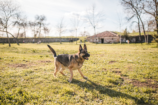 A beautiful German Shepherd dog enjoys nature and playing and running in the park