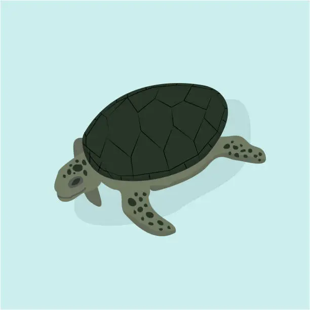 Vector illustration of green sea turtle in isometric view