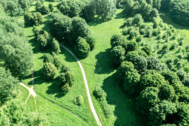 istock walking path among trees in summer park during bright summer day. aerial view. 1479575871
