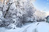 Snowy road on a sunny day, frozen trees covered with snow, blue sky.