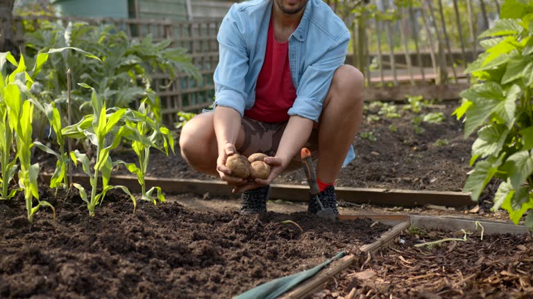 Examining Potatoes in Allotment