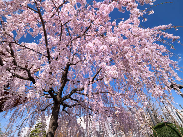 istock Weeping cherry blossoms in full bloom against the blue sky 1479578820