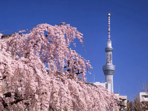 Cherry blossoms in full bloom and Sky Tree, Asakusa, Tokyo, Japan.